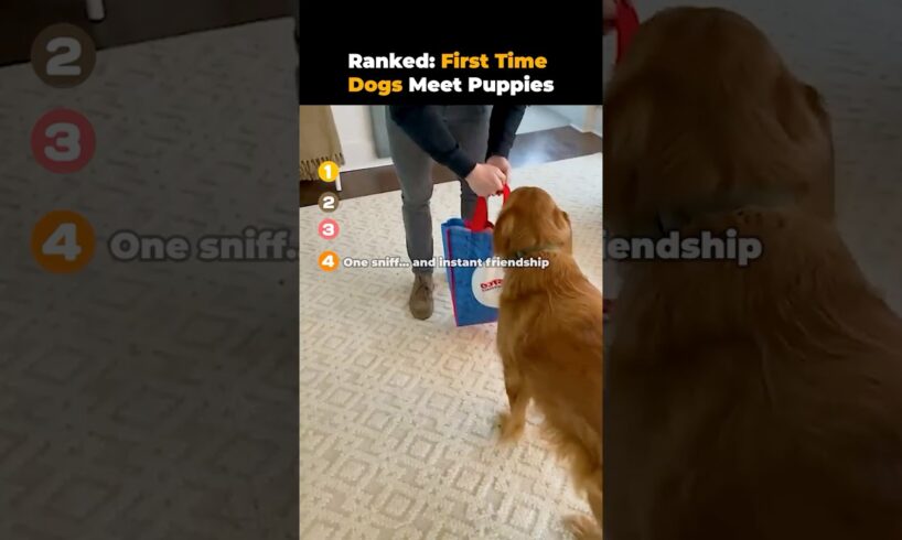 Ranked First Time Dogs Meet Puppies