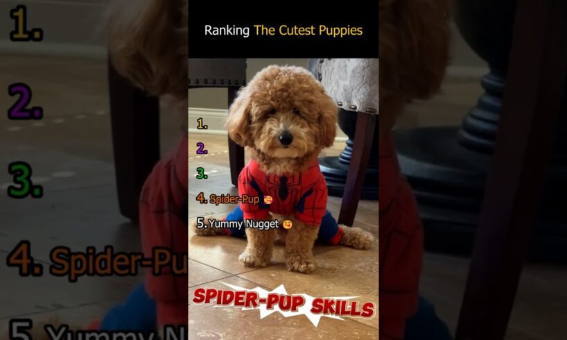 Ranking The Cutest Puppies 🐶 #shorts