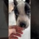 Rescue Pittie Was Found Eating Trash l The Dodo #animals #dodo #dog