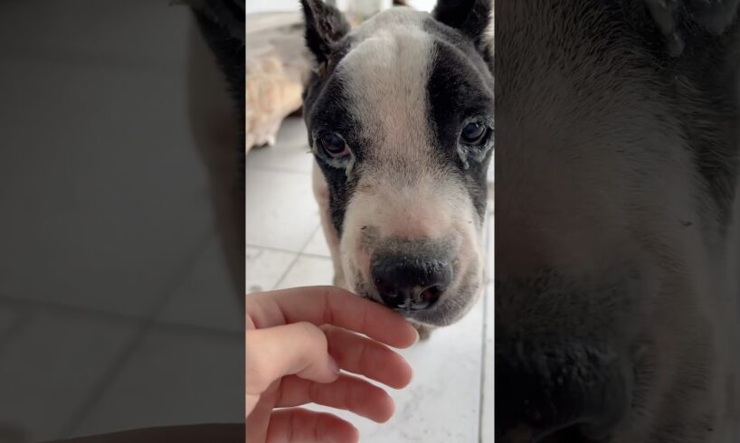 Rescue Pittie Was Found Eating Trash l The Dodo #animals #dodo #dog