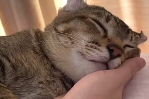 Rescue cat loves to sleep on mom's hand