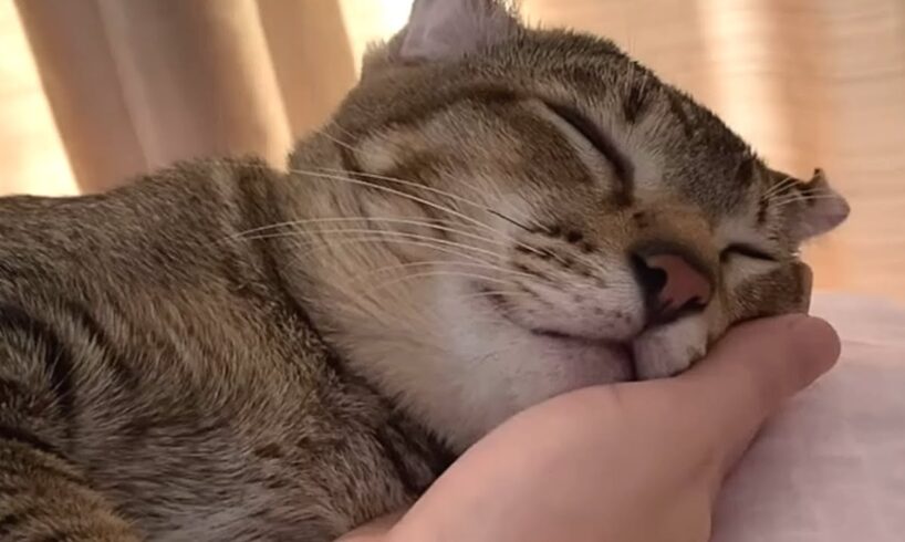 Rescue cat loves to sleep on mom's hand