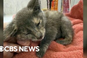 Rescue group takes in dozens of pets after deadly Texas floods