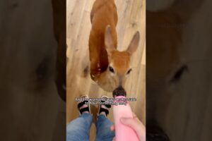 Rescue the fawn #animal #rescue