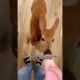 Rescue the fawn #animal #rescue