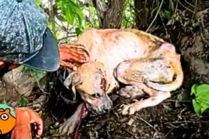 Rescued Dog Didn’t Trust Anyone Until He Met HIM | Cuddle Buddies