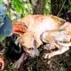 Rescued Dog Didn’t Trust Anyone Until He Met HIM | Cuddle Buddies