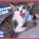 Rescued Kitten Was Scared Of People, Watch Her Snuggle For The First Time | Dodo Kids | Rescued!