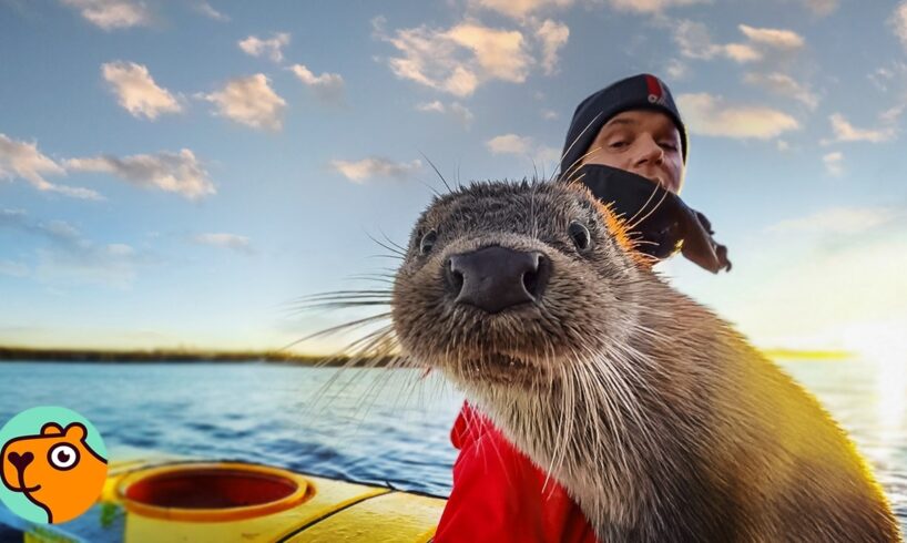Rescued Otter Climbs Onto Man’s Kayak To Say “Hi” | Cuddle Buddies