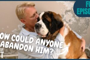 Saint Bernard Abandoned For Being Too Big! | Rescue Vet with Dr Scott Miller