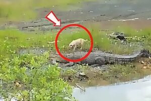 Savage Animal Fights Caught on Camera!