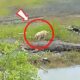 Savage Animal Fights Caught on Camera!