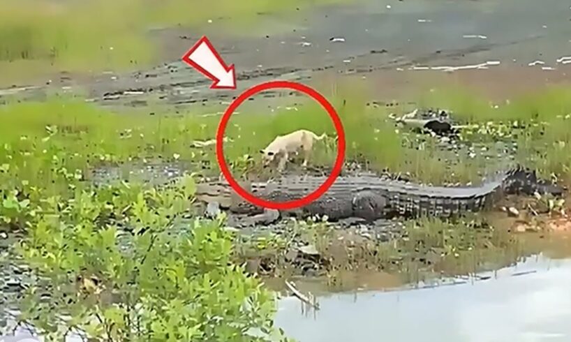 Savage Animal Fights Caught on Camera!