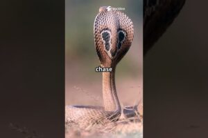 Savage Animal Fights  Wildest Warriors#animallife #wildlife