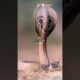 Savage Animal Fights  Wildest Warriors#animallife #wildlife