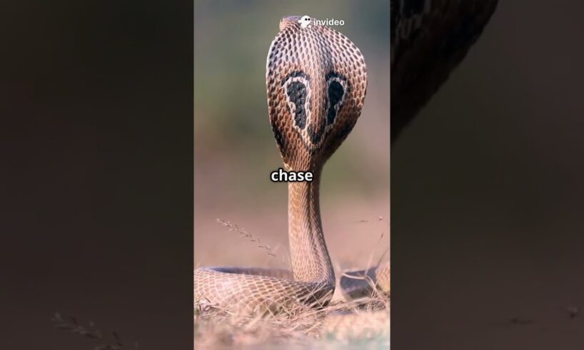 Savage Animal Fights  Wildest Warriors#animallife #wildlife