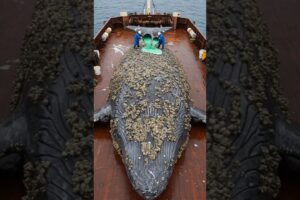 Saving the Whale: Removing Barnacles for Ocean Health| #wildliferescue #wildlife #animals