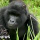 Scientist settles the viral '100 men vs gorilla' debate