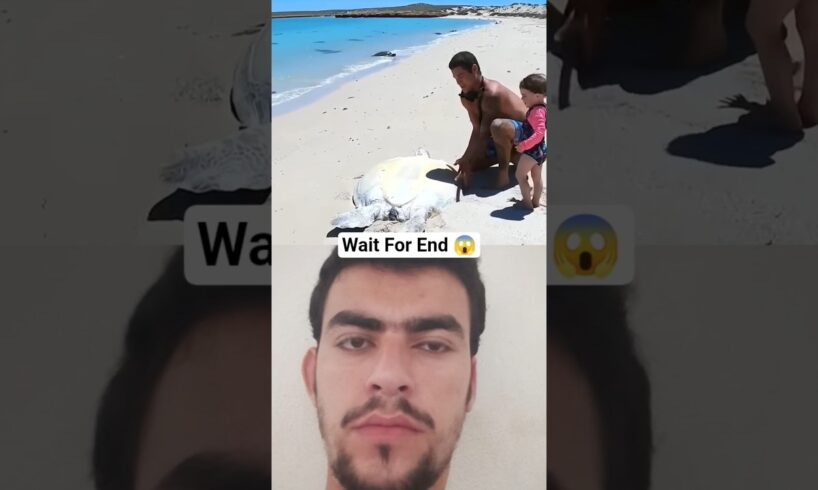 Sea Turtle Rescue Gone Wrong 😱Emotional Ending #AnimalRescue #SeaTurtle#shorts