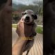 Senior Citizens Come Together To Rescue Seven Tiny Puppies | The Dodo