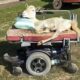 Sheep has learned to drive motorized wheelchair