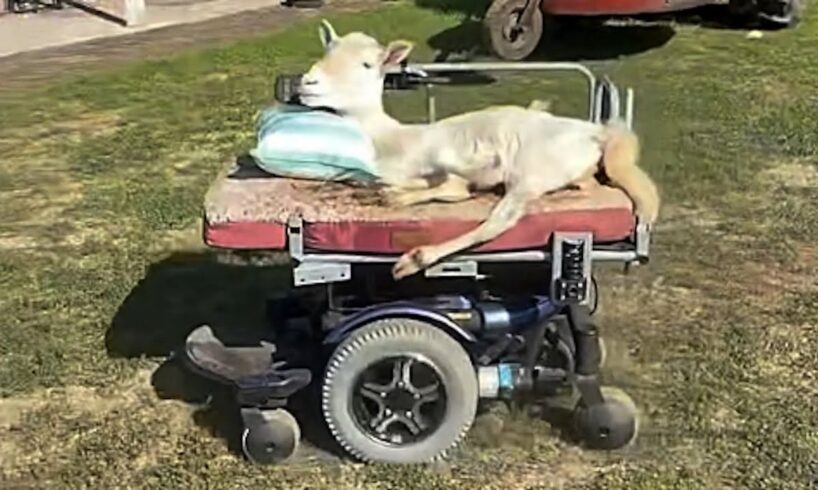 Sheep has learned to drive motorized wheelchair