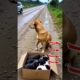 So Cute Puppies Need Help Some Buddy Adopt and Share This Video And Save Dogs Please Subscribe