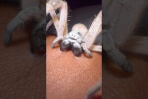 Spiders Biting Down! 😬