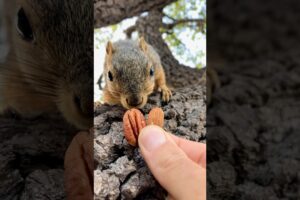 Squirrel Fishing with Little Chubby #animals #games #cute #play #feed #reels #live #sports #new #fyp