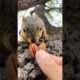Squirrel Fishing with Little Chubby #animals #games #cute #play #feed #reels #live #sports #new #fyp