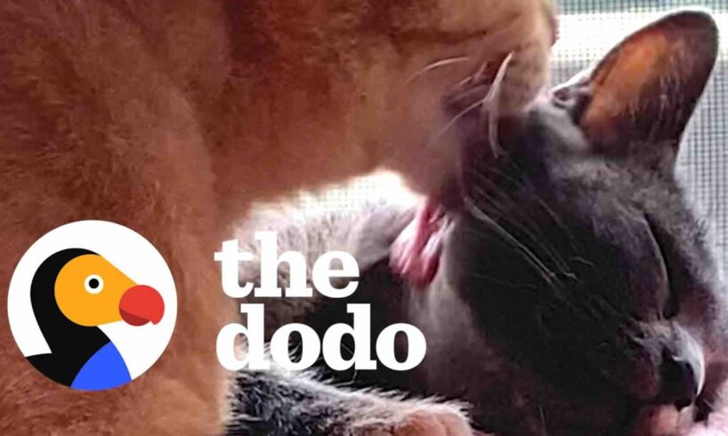 Stray Cat Convinces His Friend They Should Move Into Woman's House | The Dodo