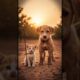 Stray Puppy Risked His Life to Rescue Kitten #cat #dog #story #rescue #cuteanimals