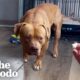 Terrified Pittie Rescued From Cold Just Wants To Play Now | The Dodo