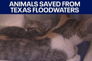 Texas floods: Animals saved from floodwaters by Austin Pets Alive! | FOX 7 Austin