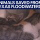 Texas floods: Animals saved from floodwaters by Austin Pets Alive! | FOX 7 Austin