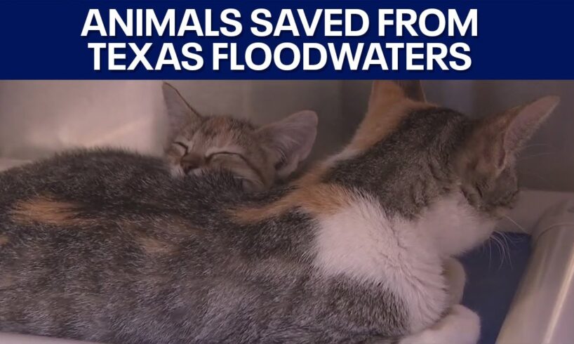Texas floods: Animals saved from floodwaters by Austin Pets Alive! | FOX 7 Austin