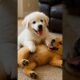 The Cutest Puppies You'll See Today... Watch Till The End 🐾 #shorts