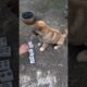The Dog Likes To Play This Too.#cute#animals#cute#pets