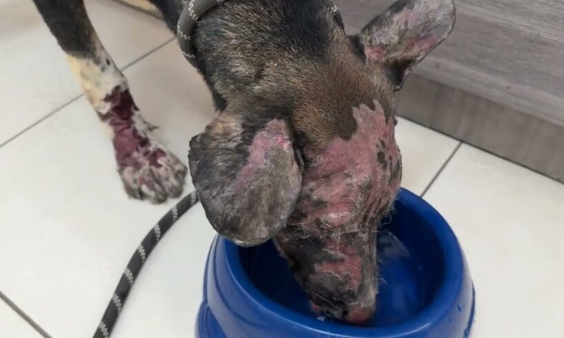 The Dog Rescued from the Wildfires in at the Vet! - Takis Shelter
