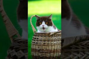 The best cats fails of the week🤣🐈 #viral #funny #cat #catlover #fails #shorts