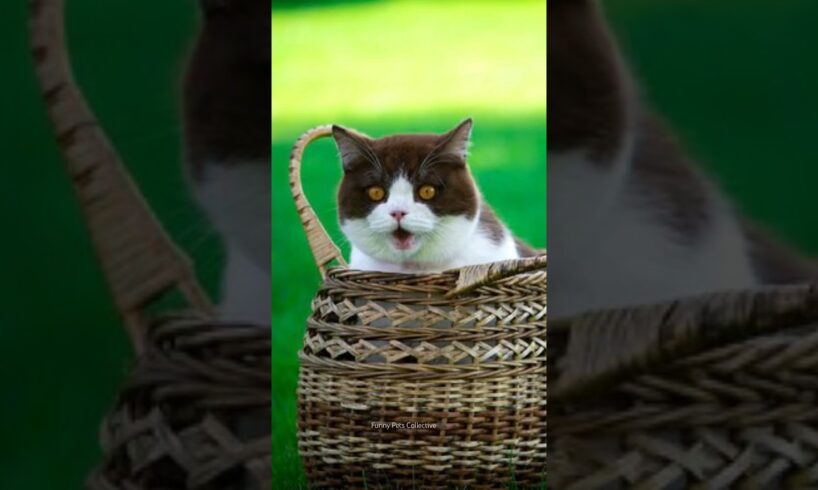 The best cats fails of the week🤣🐈 #viral #funny #cat #catlover #fails #shorts