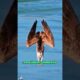 The eagle accidentally drowned while fishing in the sea and was rescued.#animals #shorts