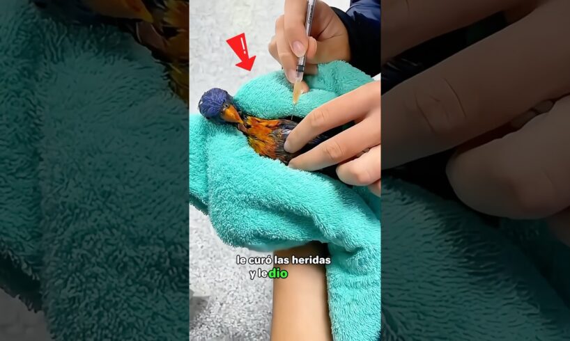 The girl rescued an injured rainbow lorikeet #animals #parrot #rescue #shorts