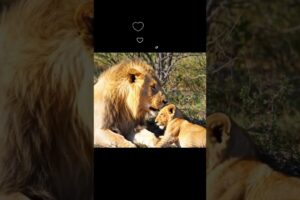 The lion cub is playing with its father.#wildlife #animals #lion #lioncub