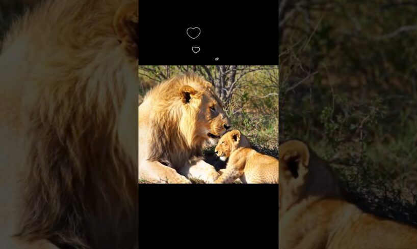 The lion cub is playing with its father.#wildlife #animals #lion #lioncub