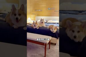 There are so many cute puppies in a dog hotel. Corgi, dog, cute pet