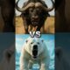 These Wild Animal Battles Have INSANE Winners 😱