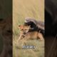 This 25lb Animal FIGHTS LIONS and Always Wins#animals #animalfacts #shorts #wildanimals