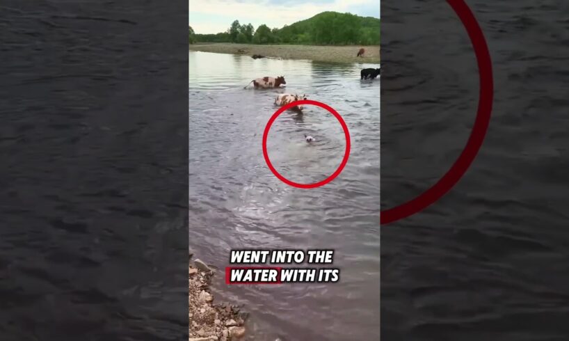 This Brave Calf Followed Its Mom to Safety ❤️ #animals #calf