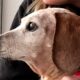 This Elderly Dog's Reaction to Being Adopted Will Melt Your Soul